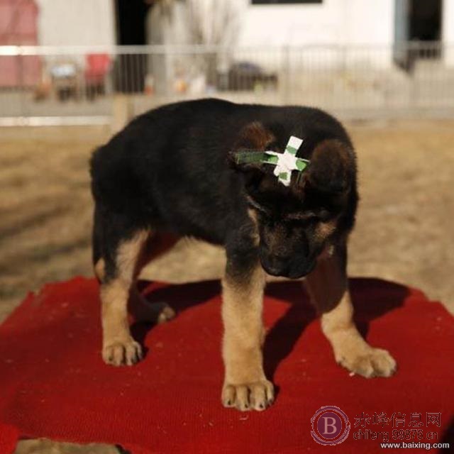 赤峰翁牛特旗长期出售德国牧羊犬，包纯种带证书，支持